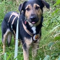 Calle wartet auf seine Menschen, Hund zur Adoption