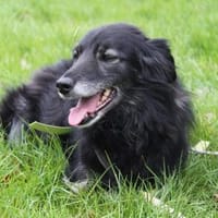 Alice sucht ihr Wunderland, Hündin zur Adoption