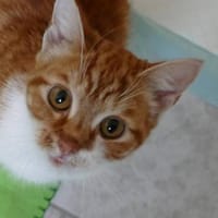 Trulla, Katze zur Adoption