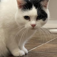 Bert der Lustige, Kater zur Adoption