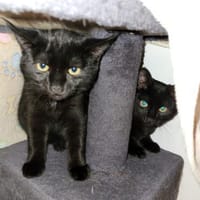 Ralphi und Romeo, Kater zur Adoption
