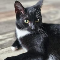 Micky, Kater zur Adoption