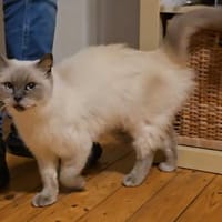 Coconut, Katze zur Adoption