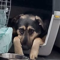 Marton  möchte endlich ankommen, Hund zur Adoption