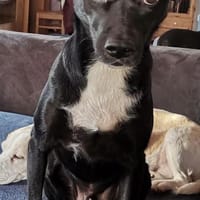 Levi sucht die Stecknadel im Heuhaufen, Hund zur Adoption