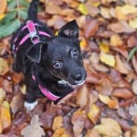 Minimaus Lütje sucht ihre eigene Familie, Hündin zur Adoption