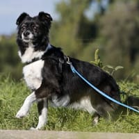 AMY - top fitte & tolle Best Agerin 💝, Hündin zur Adoption