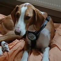 Mirella sucht ihr Für-Immer-Zuhause!, Hündin zur Adoption