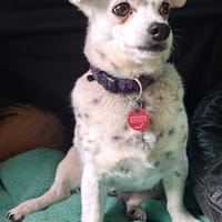 SIMEYA - Goldschatz auf 4 Pfoten 🐾❤, Hündin zur Adoption