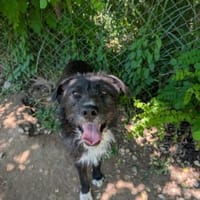 Kalle - eine treue Seele, Hund zur Adoption
