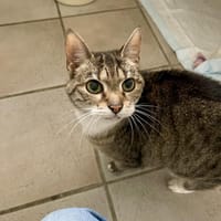 Amelie, Katze zur Adoption