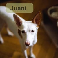 JUANI, w., kastr., Podenco, ca. 44 cm, Hündin zur Adoption