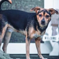 Cosa sucht ein Zuhause für immer...., Hündin zur Adoption