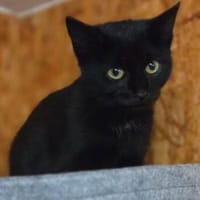 Zartbitter, Sourcreme und Mayo, Kater zur Adoption