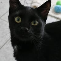 Toni, Kater zur Adoption