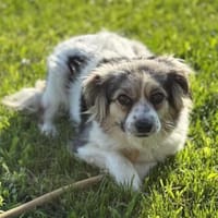 Zuckersüße Pucci wartet auf Dich!, Hündin zur Adoption