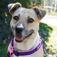 Susi  eine Seele auf vier Pfoten sucht, Hündin zur Adoption