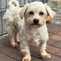 Bolle, Pluto, LittleJon, Hund zur Adoption