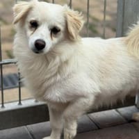 LittleJon, Hund zur Adoption
