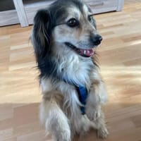 ❤ Miki Pflegefamilie 41836 Hückelhoven, Hund zur Adoption