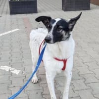 Fluffy - Hütehund-Mischling mit Energie, Hund zur Adoption