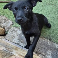 PIPPILOTTA - Welpenherz sucht Zuhause ❤, Hündin zur Adoption