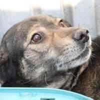 Yori - sehr sanft u. lieb, Hündin zur Adoption