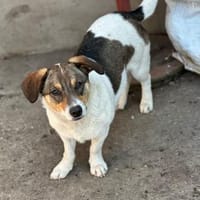 Sierra - unsere kleine Herzenshündin, Hündin zur Adoption