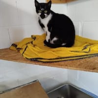 Mehrfach-Mutti  -  Bärbel, Katze zur Adoption