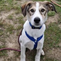 Ozzy - junger Wirbelwind, Hund zur Adoption