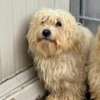 Charlie, Elliot, Woodstock, Milo, Fiete, Hund zur Adoption