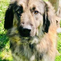 Clooney´s Herz ist gebrochen..., Hund zur Adoption