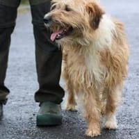 Ilio - hübscher Wuschelrüde, Hund zur Adoption