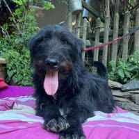 Sanfter Riese sucht Körbchen, Hund zur Adoption