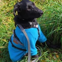 Twinki wartet auf sein Für-Immer-Zuhause, Hund zur Adoption