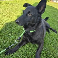 kinderliebe Lyssa sucht ihr Zuhause, Hündin zur Adoption