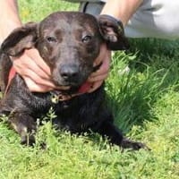 Elany - kinderlieb u. sehr verspielt, Hündin zur Adoption