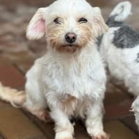 Marie, Daisy, Bianka, Hündin zur Adoption