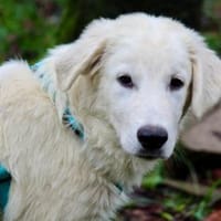 Liebenswerter Mandrake sucht Familie, Hund zur Adoption