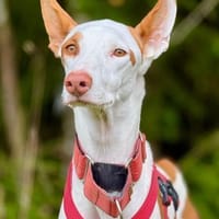 Casper sucht erfahrene Menschen, Hund zur Adoption