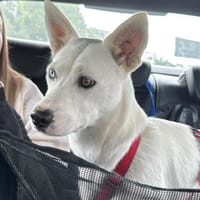 Peggy - Zuhause gesucht, Hündin zur Adoption