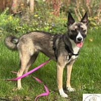 Stella   bildschöne Junghündin 🐾, Hündin zur Adoption