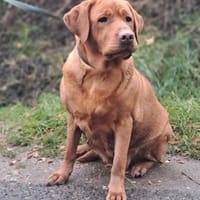 Tessa, Hündin zur Adoption