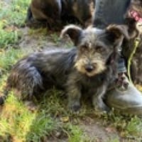 Ich heiße Flora... mit Video, Hündin zur Adoption