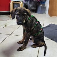 Hübscher Prinz sucht ein Zuhause, Hund zur Adoption