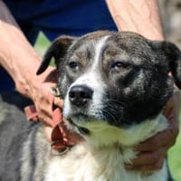 Duna - ❤verschmust u. sehr lieb❤, Hündin zur Adoption