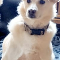 Ella wartet auf verständnisvolle Mensche, Hündin zur Adoption