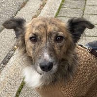 Herbie, geb. 08/2022, 78048 Villingen-S., Hund zur Adoption