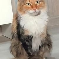 Eine Prinzessin sucht zu Hause, Katze zur Adoption
