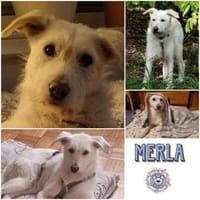 MERLA -Sensibel, freundlich & verschmust, Hündin zur Adoption